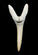 Striatolamia (Extinct Sand Tiger) Shark Tooth - Eocene #3425-1